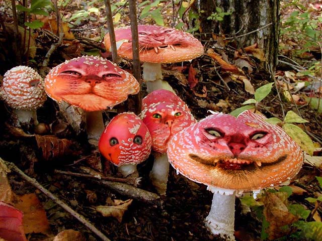 http://la.buvette.org/wikipics/champignons-veneneux.jpg